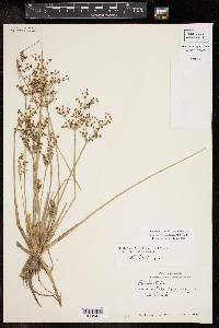 Fimbristylis littoralis image