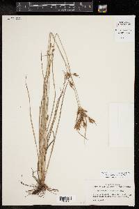 Fimbristylis tomentosa image