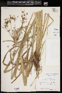 Rhynchospora corniculata image