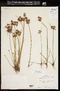 Cyperus haspan image