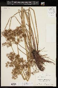 Cyperus haspan image