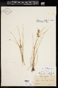 Cyperus acuminatus image