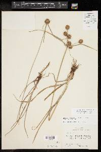 Cyperus echinatus image