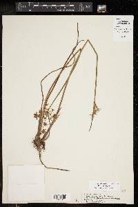 Cyperus haspan image
