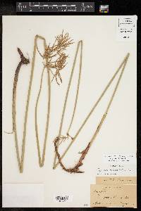 Cyperus articulatus image