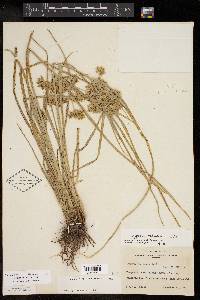 Cyperus ochraceus image