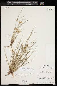 Cyperus acuminatus image