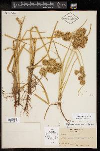 Cyperus onerosus image