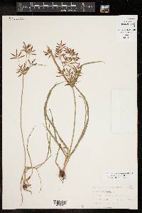 Cyperus rotundus image