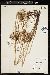 Cyperus haspan image