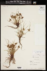 Cyperus squarrosus image