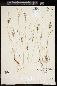 Cyperus sphaerolepis image