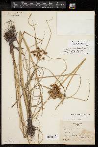 Cyperus pseudovegetus image