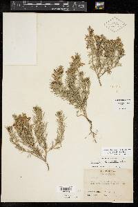 Teucrium laciniatum image