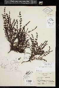 Seymeria scabra image