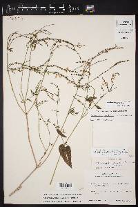 Carlowrightia parviflora image