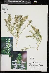 Teucrium laciniatum image