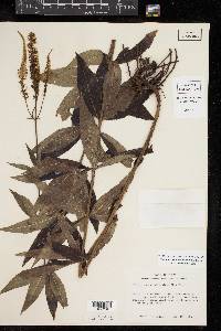 Veronicastrum virginicum image