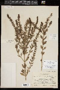 Teucrium cubense image