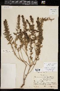 Teucrium cubense image