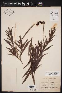 Chilopsis linearis image