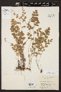 Adiantum capillus-veneris image