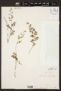 Adiantum capillus-veneris image