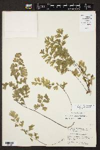 Adiantum capillus-veneris image