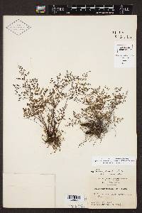 Argyrochosma microphylla image