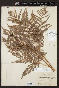 Pteridium aquilinum subsp. pseudocaudatum image