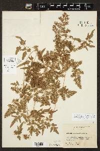 Lygodium japonicum image