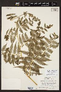 Dennstaedtia globulifera image