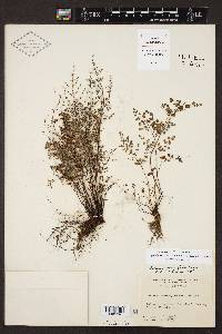 Argyrochosma microphylla image