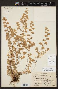 Adiantum capillus-veneris image