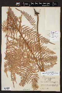 Pteridium aquilinum subsp. pseudocaudatum image