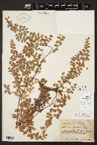 Adiantum capillus-veneris image