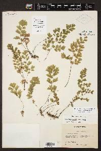 Adiantum capillus-veneris image