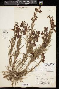 Penstemon guadalupensis image