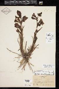 Penstemon jamesii image