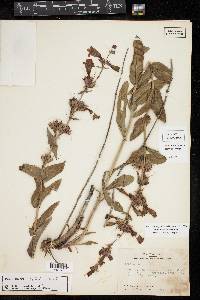 Penstemon helleri image