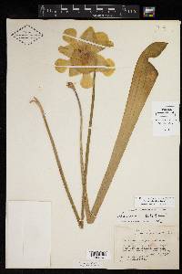 Sarracenia alata image