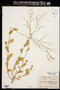 Thelypodiopsis shinnersii image
