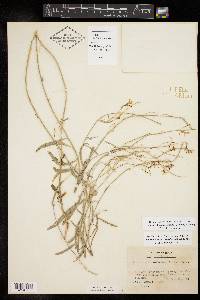 Hesperidanthus linearifolius image