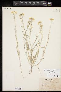 Physaria angustifolia image