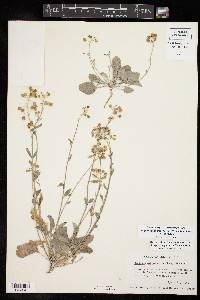 Physaria purpurea image