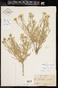 Nerisyrenia linearifolia image