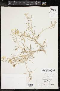 Nerisyrenia linearifolia image