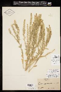 Lepidium lasiocarpum image