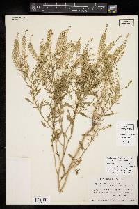 Lepidium austrinum image