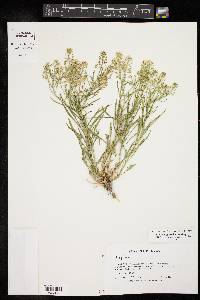 Lepidium alyssoides var. angustifolium image